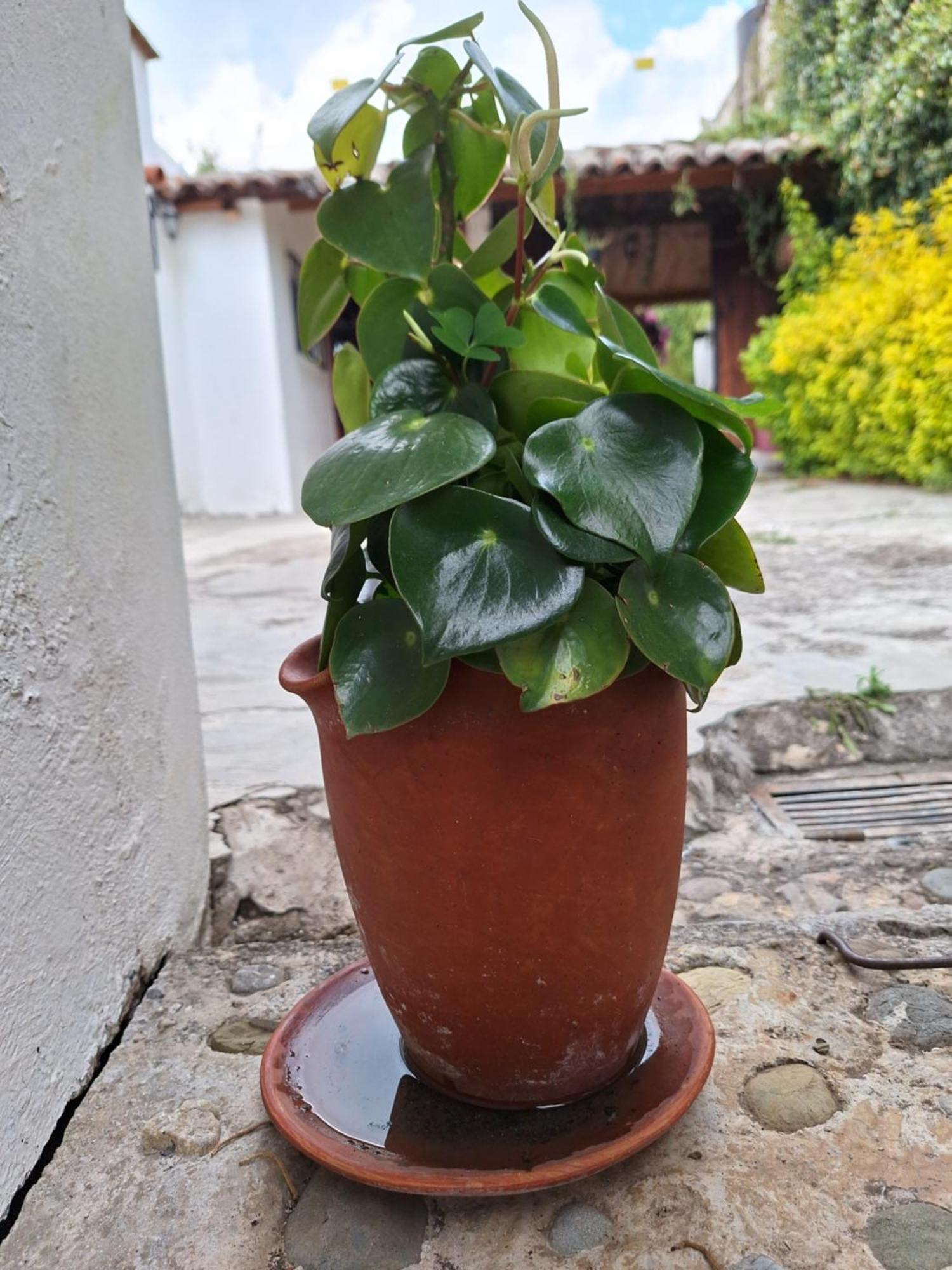 Casa Mua Hotel San Cristobal de las Casas Phòng bức ảnh